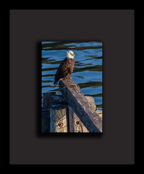 "Bald Eagle, Tahlequah Ferry, Vashon Island" - Framed