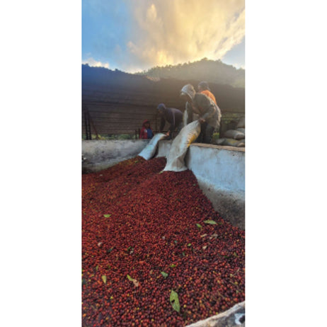 Pollard Coffee Guatemala Rio Colorado