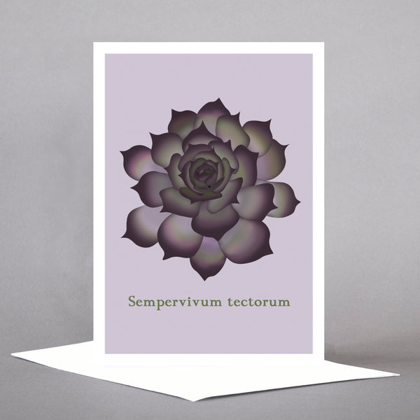 Succulents - Set of 5 Individual Cards
