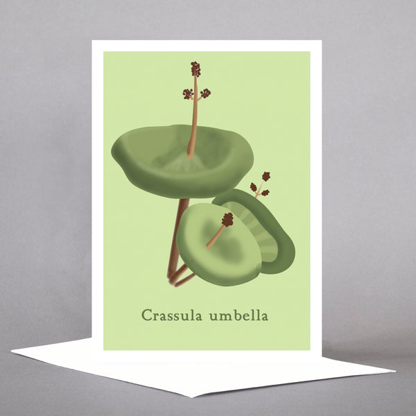 Succulents - Set of 5 Individual Cards