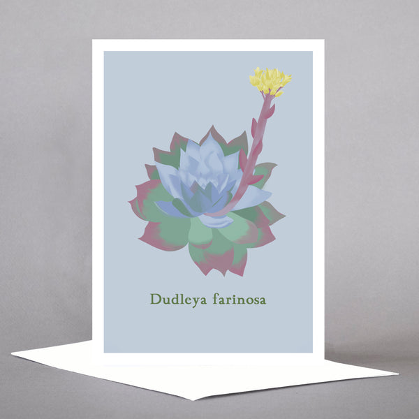 Succulents - Set of 5 Individual Cards