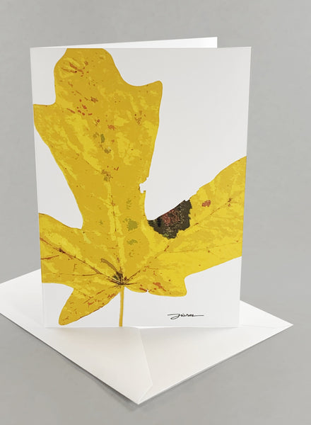 "Vashon Canopy"  Card Collection - Set of 6 Unique Designs