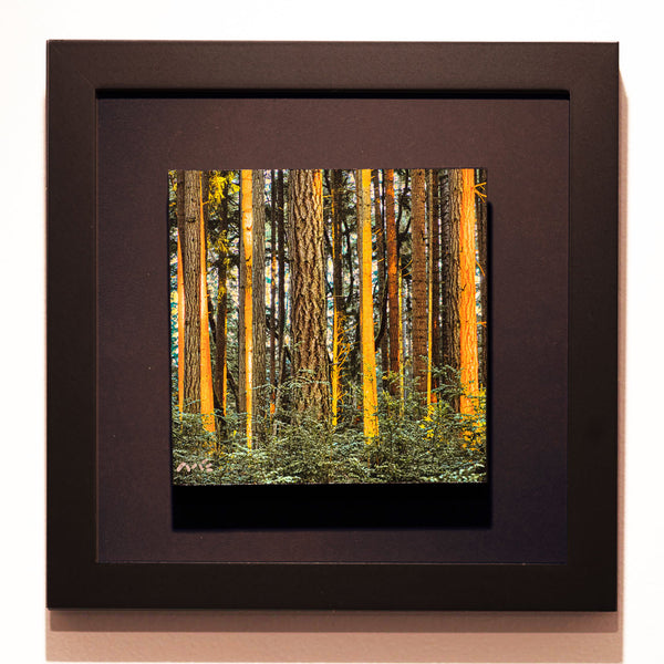 "Dusk Agren Park, Vashon Island" - Framed