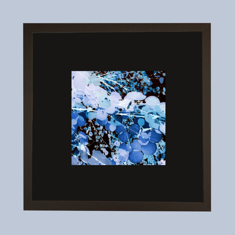 Copy of Michelle Friars "Blue Katsura"- Framed