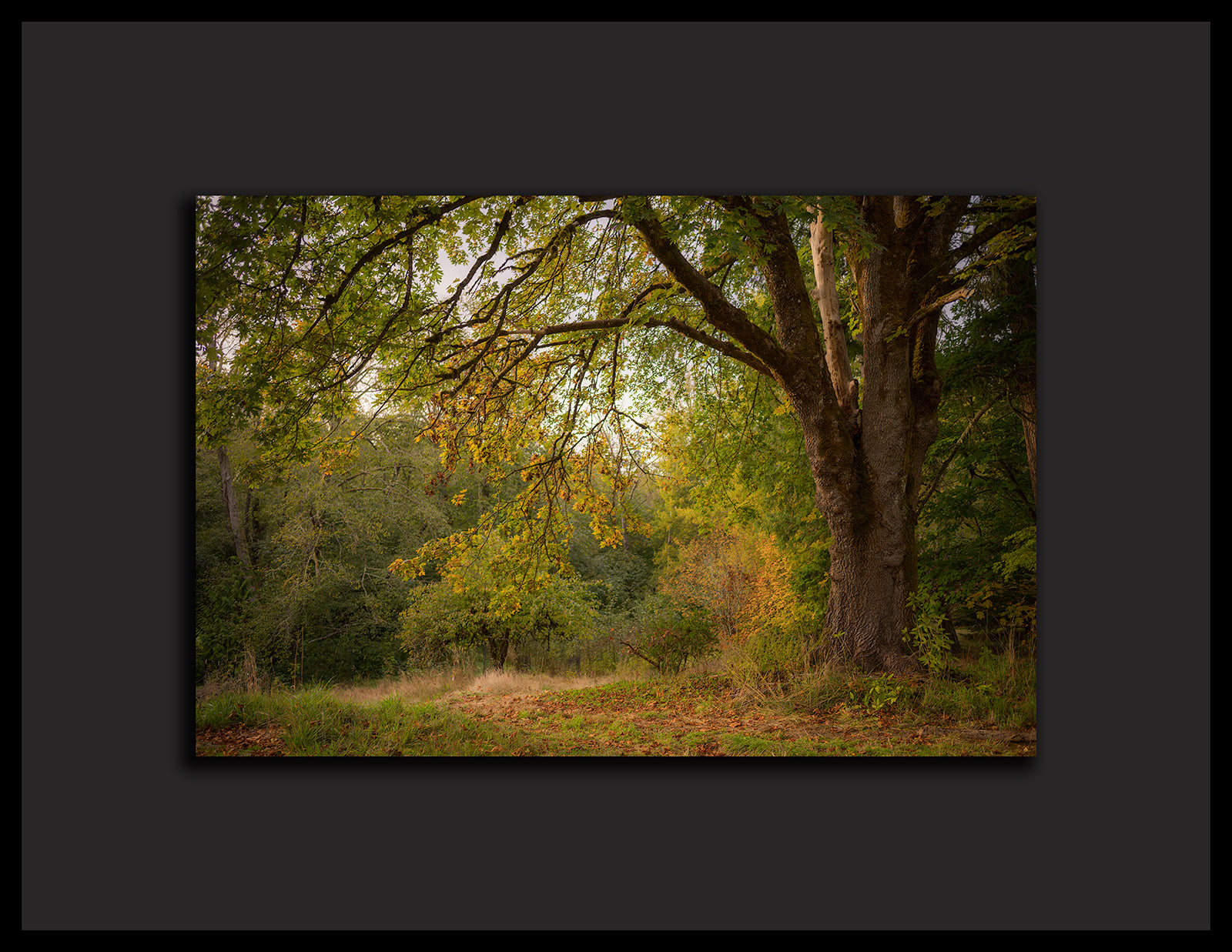"A Little Autumn On Vashon" - Framed