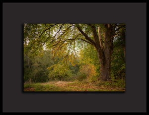 "A Little Autumn On Vashon" - Framed
