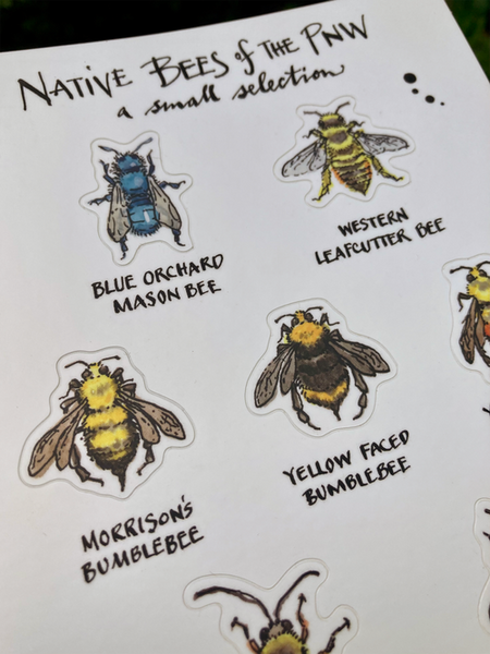 Bees of the PNW - sticker sheet