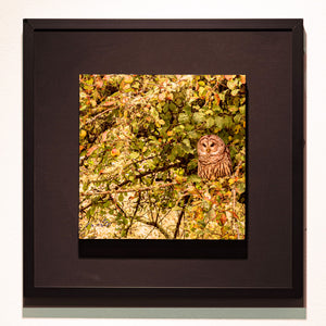 "Barred Owl In Apple Tree", Vashon Island - Framed